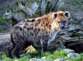 Hyena-pup overleden in Diergaarde Blijdorp