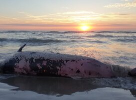 Overleden dolfijn aangespoeld op Texel