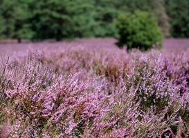 Zoek verkoeling in de paarsgekleurde heide bij de Boswachterij Staphort
