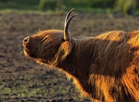 Groningse Atelierroute: Kunst, muziek en Schotse Hooglanders