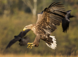 Grootste aantal zeearenden in jaren broedden afgelopen zomer in Nederland