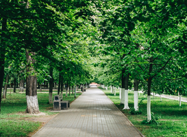 Bomen in steden bedreigd door klimaatverandering