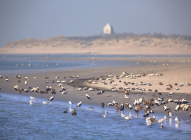 Wetenschappers demonstreren vandaag tegen gaswinning in de Waddenzee