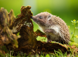 Egeltelling een succes, maar de egel is nog niet uit de problemen