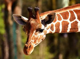 Dierentuin Zie-Zoo biedt werkplek voor mensen met een beperking