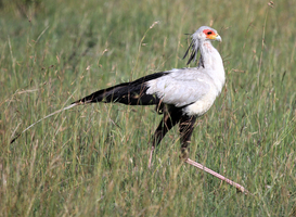 Voor het eerst secretarisvogel geboren in Diergaarde Blijdorp