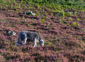 64 organisaties roepen kabinet op om door te pakken met natuurherstel