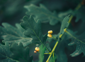 Eik in Den Hout oudste boom van Nederland