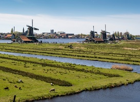 Noord-Hollands natuurnetwerk zorgt voor terugkeer zeldzame plant- en diersoorten