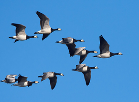 Jaarlijkse vogeltrek in volle gang