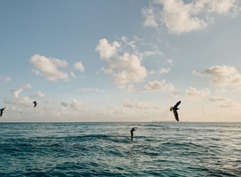 Natuur in Marker Wadden ontwikkelt zich snel