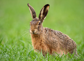 Rechter oordeelt dat verbod hazenjacht terecht is