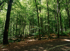 Dit najaar flink aantal bomen gekapt in bos Driegaarden
