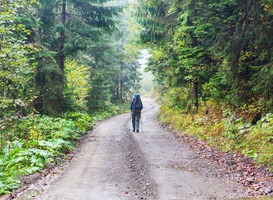 Wandelpaden Staatsbosbeheer in Westerwolde overgedragen aan lokale stichting