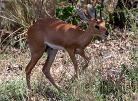 Jonge Kirk's dikdik geboren in dierenpark Beekse Bergen