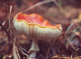 Plukken van paddenstoelen leidt tot bijna 20 vergiftigingen per jaar