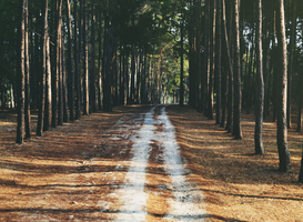 Speciale 'Wolkerswandeling' bij uitreiking 10e Jan Wolkers Prijs