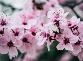 Japan Light & Food Festival in december te bezoeken in Utrecht