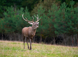 Boswachters en Natuurmonumenten tevreden over rustig verlopen bronstperiode Veluwe