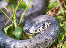 Reptielentrek zorgt voor afgesloten weg door Fochteloërveen