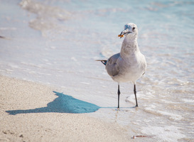 Natuurbeschermingsorganisaties bieden brandbrief aan aan kabinet over vogelgriep