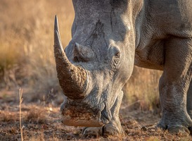 WILDLANDS verwelkomt drie jonge witte neushoormannen