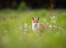 5,5 miljoen toegezegd voor extra steun groene boa's