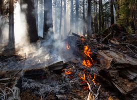 WWF noemt klimaatfonds fonds voor einde van de wereld