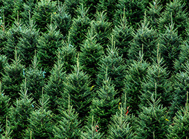 Boswachters plaatsen kerstboom Tweede Kamer