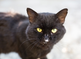 Provincie Friesland blijft toch zwerfkatten afschieten ondanks bezwaren