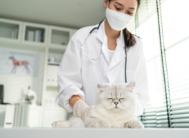 Mogelijke verplichting chippen en registreren huiskatten volgens minister Adema