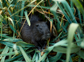 Waterschappen vingen in 2022 bijna duizend muskusratten meer dan jaren ervoor