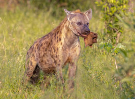 Bezoekers Beekse Bergen geëvacueerd naar ontsnapping hyena
