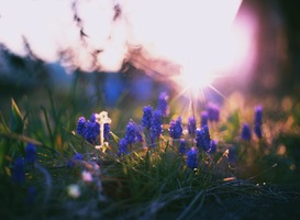 De voorlente is al begonnen door hoge temperaturen