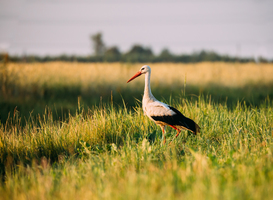 Acht natuur- en milieuorganisaties presenteren visie op landschapsinrichting