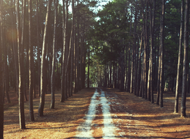 110 miljoen vrijgemaakt door kabinet voor investeringen in nature-based solutions