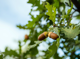Markiezeneik in de Amelisweerd verkozen tot Nederlandse boom van het jaar 2022