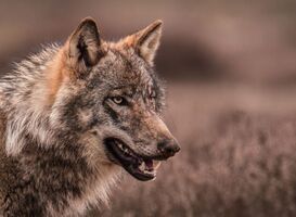 Jonge natuurfotograaf Sem (12) weet Veluwse wolf vast te leggen