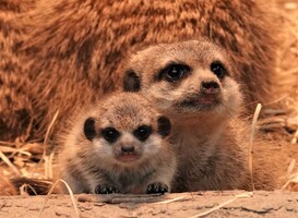 Drie stokstaartjes geboren in DierenPark Amersfoort