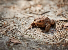 De jaarlijkse paddentrek is begonnen: kikkers, padden en salamanders op weg