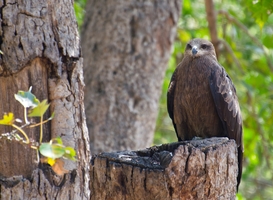Ontsnapte roofvogel terug in Noord-Hollandse dierentuin