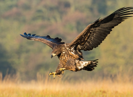 Staatsbosbeheer sluit deel Millingerwaard af wegens nestelende zeearenden