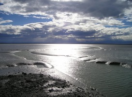 Vier nieuwe zeegrasvelden aangelegd door overheid in Waddenzee