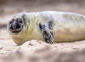 Klapmuts geboren op Vlieland