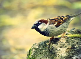 Huismussen komen minder voor in tuinen met pesticiden
