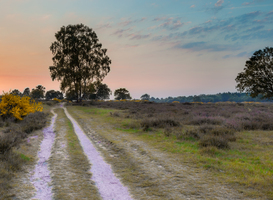 De Utrechtse Heuvelrug populairste NS-wandeling 2022