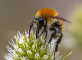 Uitslag nationale bijentelling spannend door zachte winter en nachtvorst