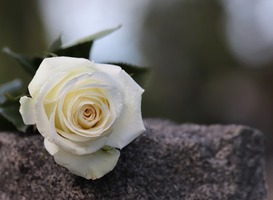 Presentator Jerry Springer (79) overleden