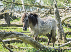 Koeien vervangen deel koninkpaarden in Oostvaardersplassen