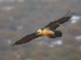 Zeldzame lammergier doodgereden door trein bij Almere